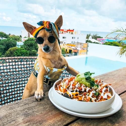 a dog wearing sunglasses sitting on a table with a bowl of food at The Fives Downtown Hotel & Residences, Curio Collection by Hilton in Playa del Carmen