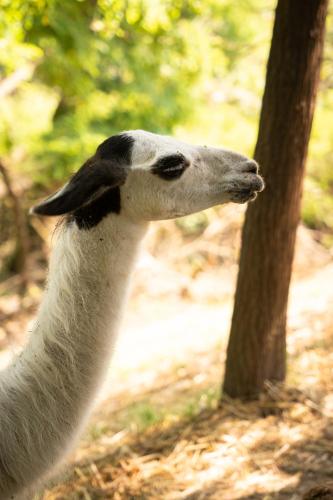 a white animal standing next to a tree at Terme Di Monte Valenza in Valenza