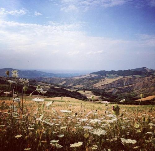 a field of flowers in a field with mountains at B&B Il Tempo Ritrovato in Canossa
