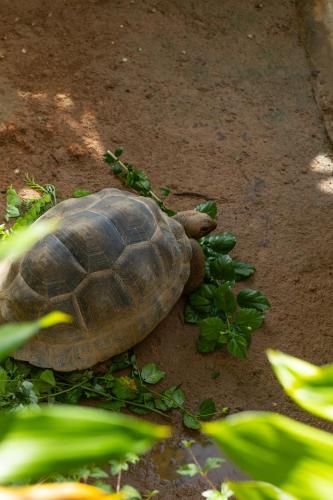 a turtle eating a bunch of green bananas at Paradise Chalets Yoga & Wellness in Takamaka