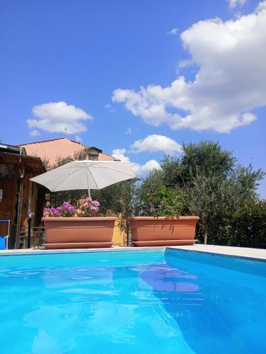a blue swimming pool with an umbrella and potted plants at Il Podere di Massi in Barberino di Mugello