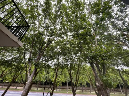 un groupe d'arbres dans un parc dans l'établissement Appart 4 pers VERSAILLES PORCHE-FONTAINE, à Versailles