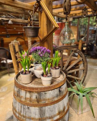 un tavolo con piante in vaso sopra una botte di Ca' Datu a Finale Ligure