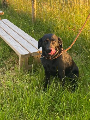 a dog on a leash next to a wooden bench at The Little John Petite Cosy Log Cabin - Sleeps 2, great for romantic breaks, couples, single guests, near Sherwood Forest at Fairview Farm, Nottingham set in 88 acres in Blidworth