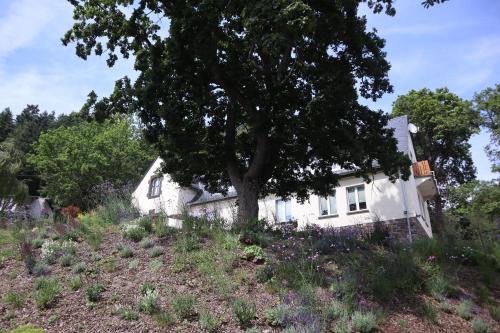 a white house with a tree in a field at Residenz Kirchberg in Adenau