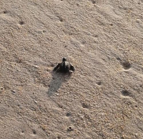 a person sitting in the middle of a dirt field at Palmar & master suite in Bajos de Chila