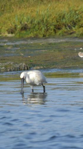 a white bird is standing in the water at Villa La Falaise in Oualidia