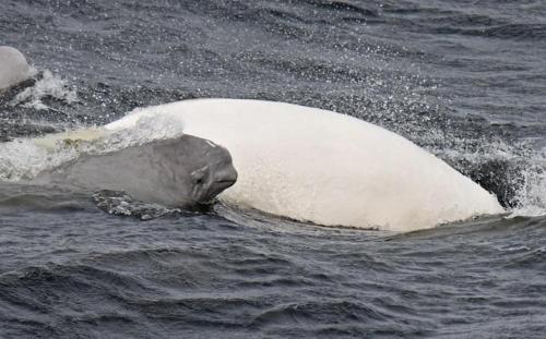 a white polar bear swimming in the water at Hotel Le Pionnier in Tadoussac