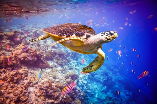 a green sea turtle swimming over a coral reef at Hotel Ocean Grand at Hulhumale in Hulhumale
