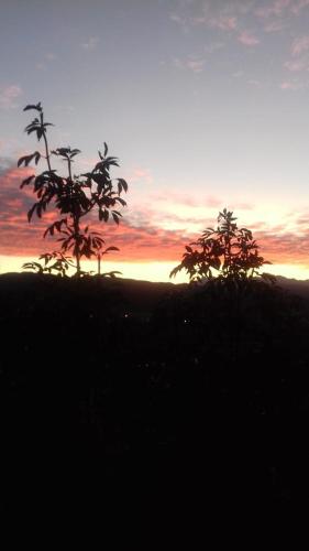 two trees on a hill with a sunset in the background at Il Paradiso all'improvviso in Vezzano Ligure