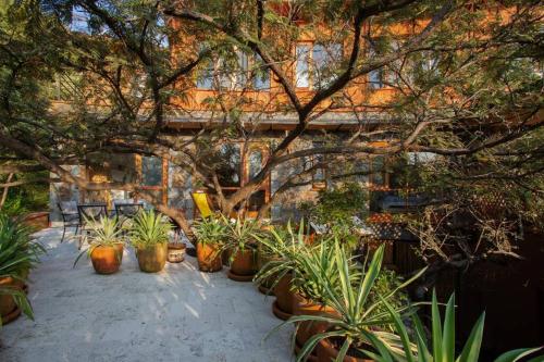 a group of potted plants sitting on a patio at Casa Aluna - Oasis in Mountain - Premium 3 bedroom Villa in Tepoztlán with WiFi in Tepoztlán