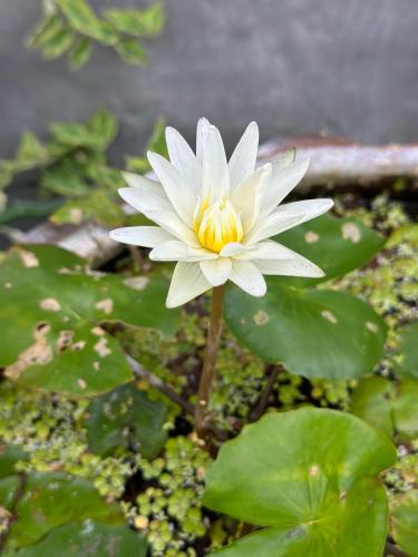 a white water lily in a pond with leaves at Ibiza Bungalows in Haad Yao