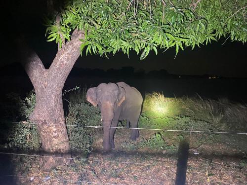 an elephant standing next to a tree at night at Hotel Lake Park in Polonnaruwa