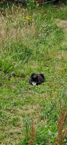 a black and white cat laying in the grass at LE VERT NOMADE in Glomel