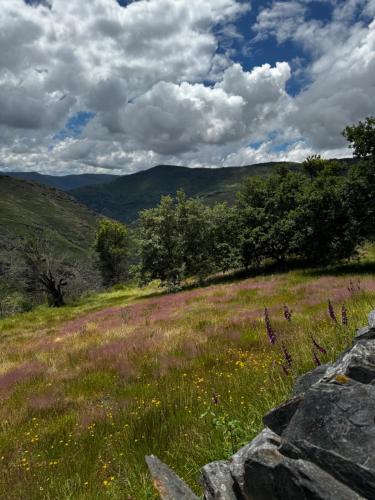 a field of grass and flowers on a hill at A Barreira -Lar da cima- in Folgoso