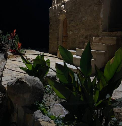a garden with a small door and a plant at Dana historic village in Dana