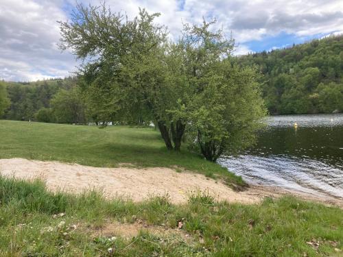 a tree on the shore of a body of water at Penzion Cholín in Nový Knín