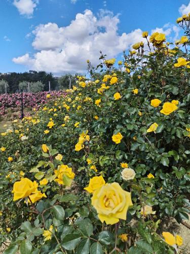 Giardino di B&B Il Gelso Country House