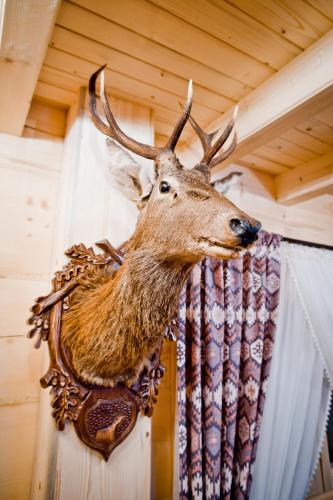 a trophy deer head hanging on a wall at Domki Prokop in Ciche