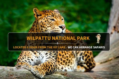 a leopard is sitting on a tree branch at The Ivy Lake in Anuradhapura