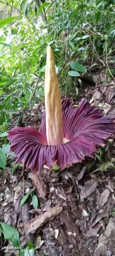 a large purple flower on the ground at Indra Valley Inn Bukit Lawang in Bukit Lawang