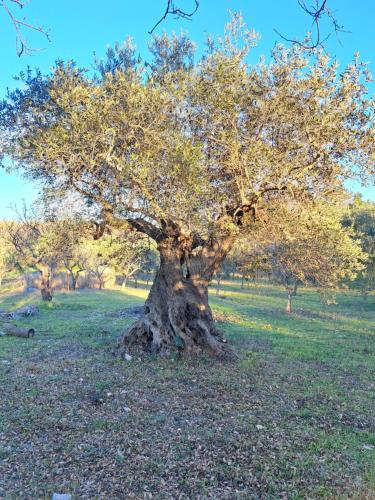 a tree in the middle of a field at Viale del Sole - le Dimore in Locorotondo