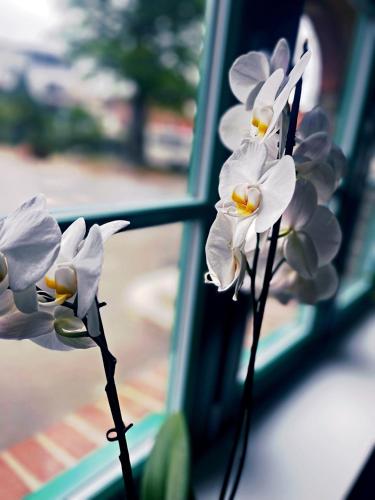 a group of white flowers sitting in a window at Altes Gutshaus Klink in Klink