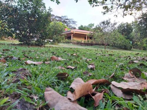a field of grass with leaves in front of a house at Quinta Alfa in Grecia