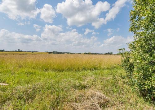 a field of tall grass with a tree in the foreground at Apple Mount Retreat in Lavenham