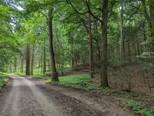 a dirt road in a forest with trees at Amira in Stuer