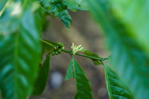 a small white flower on a tree branch at Majentra Ella in Ella