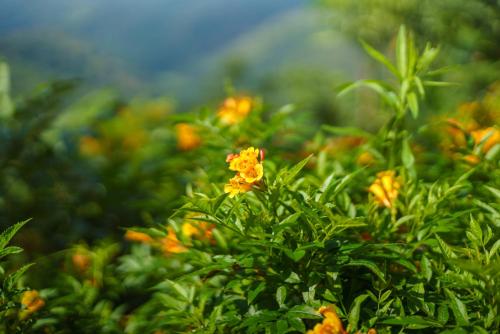 a group of orange flowers on a green bush at Majentra Ella in Ella