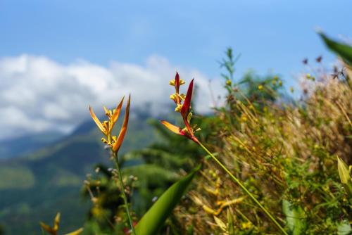 a flower on the side of a mountain at Majentra Ella in Ella