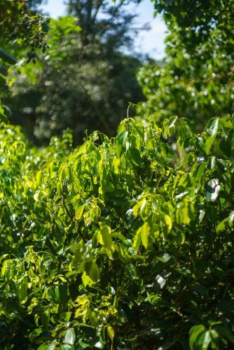 a tree with lots of green leaves on it at Majentra Ella in Ella