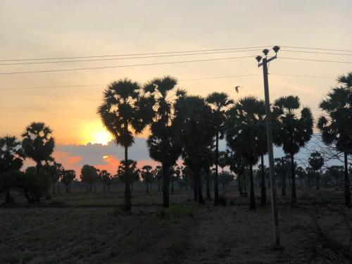 a group of palm trees in a field at sunset at Mango Hacienda in Kuchchaveli