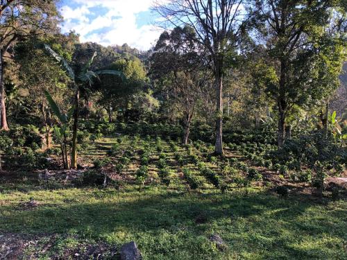 a garden with trees and plants in the grass at Cabaña tipo glamping en finca cafetera con zonas verdes, avistamiento de aves, paisaje cafetero in San Francisco