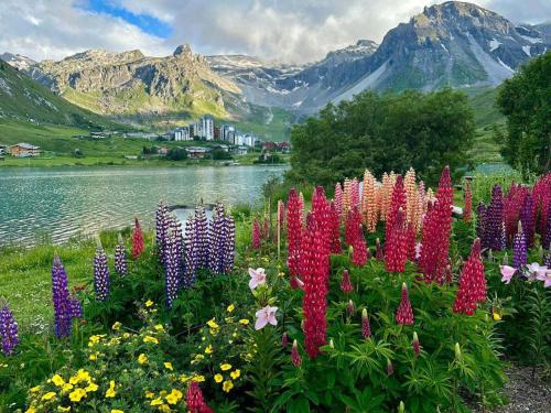 un champ de fleurs à côté d'une masse d'eau dans l'établissement Studio confortable à Tignes avec balcon exposé Sud Est - FR-1-449-187, à Tignes