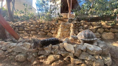 Foto sihtkohas Narbonne asuva majutusasutuse Les Jardins de l'Oustal galeriist
