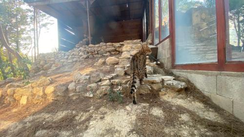 Foto sihtkohas Narbonne asuva majutusasutuse Les Jardins de l'Oustal galeriist