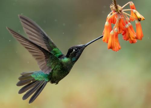 a hummingbird is flying around a flower at Lands in Love Hotel and Resort in Colonia Palmareña