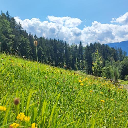 a field of grass and flowers on a mountain at Villa Bischofsberg - Lärchen-Wellness Apartment in Windischgarsten
