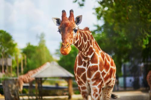 two giraffes standing next to each other in a zoo at Holiday Inn Express Chattanooga - Hamilton Place in Chattanooga