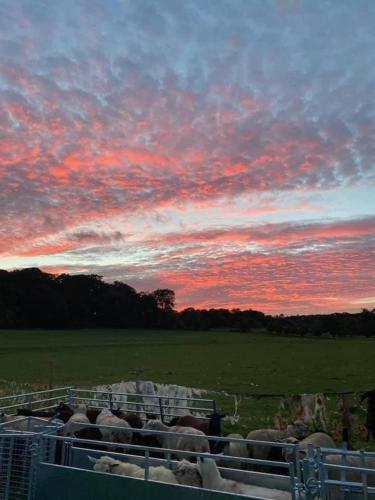 a herd of sheep in a field at sunset at NEW RENOVATED FARM river view Cabin with wood burner pet friendly fire pit bbq in Bramfield