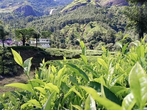 a field of crops with mountains in the background at Munnar home stay in Munnar