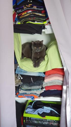 Photo de la galerie de l'établissement Colibri, à Rocquencourt