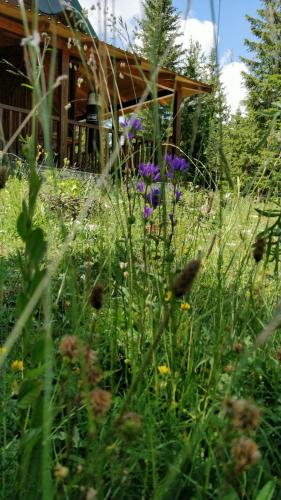 a field of flowers in front of a house at Vikendica Bianka u selu Uskoci in Žabljak