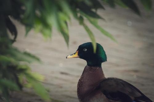 a duck with a green head sitting in the water at Cabanas dos Plátanos in Gramado