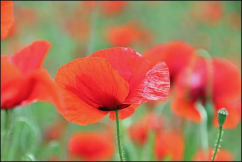 a red poppy in a field of red flowers at Amazing renovated Loire Valley gite in La Pellerine