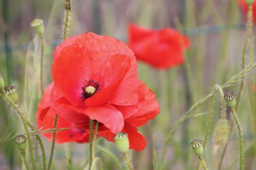 a red poppy with a bee on top of it at Amazing renovated Loire Valley gite in La Pellerine