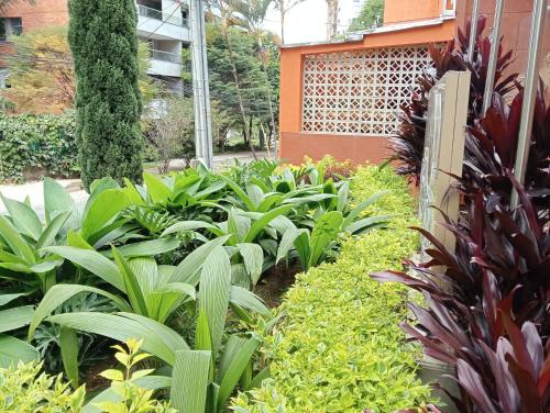 a garden with green plants and a building at Hotel Lomas 10 Medellin in Medellín
